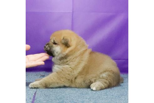 成約済の愛知県の柴犬-371333の3枚目